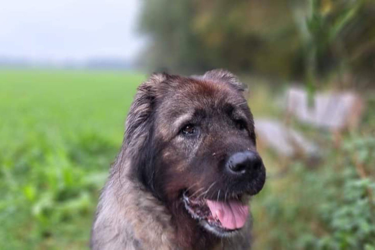 Heidi