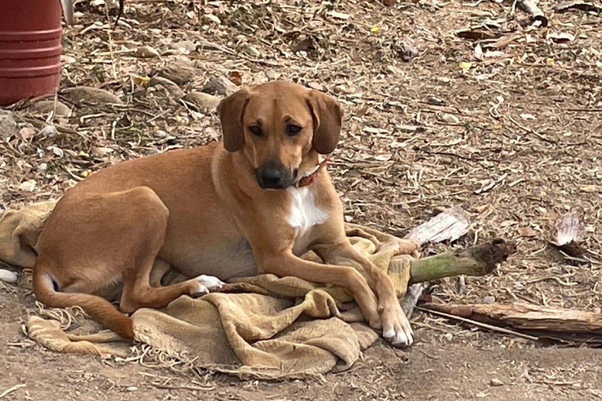 Kushi