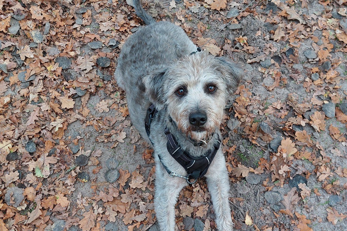Kodi