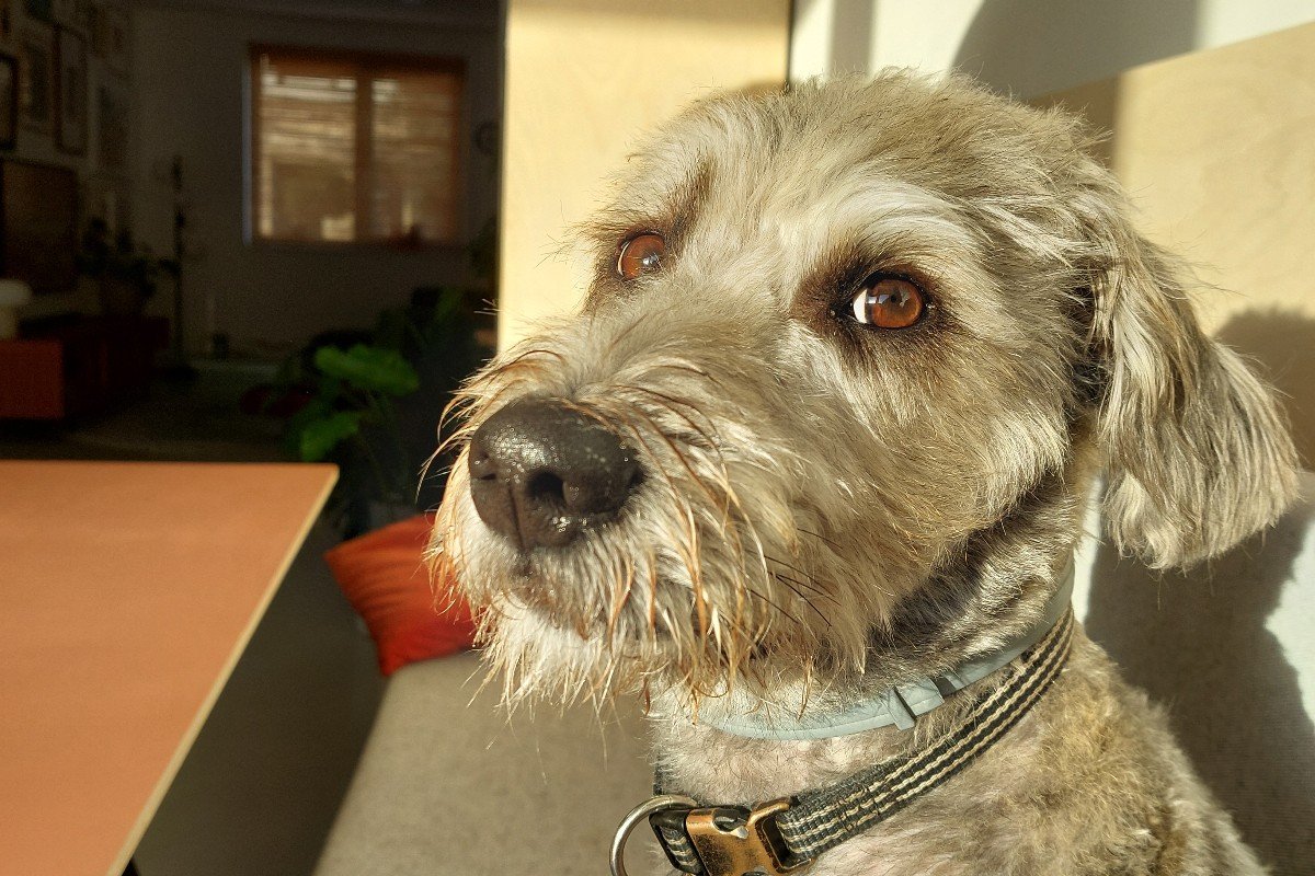 Kodi