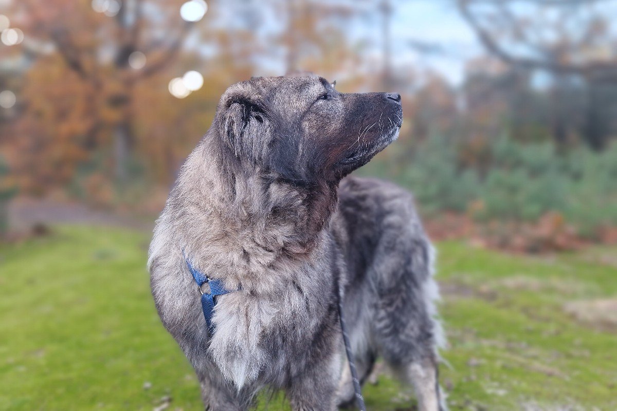 Heidi