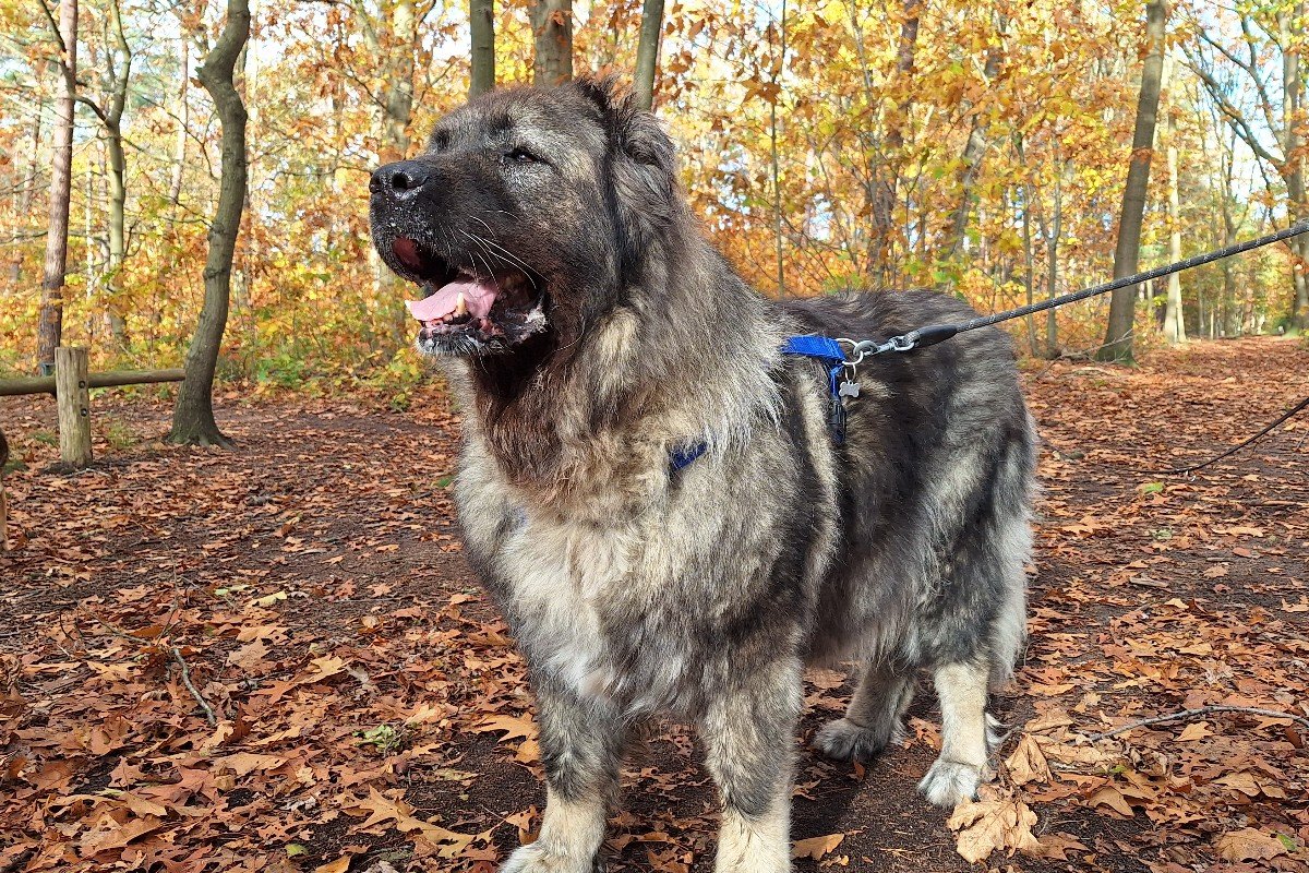 Heidi
