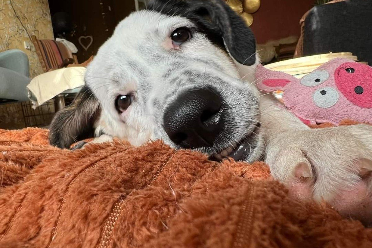 Iris