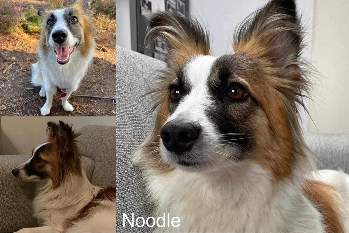 Noodle