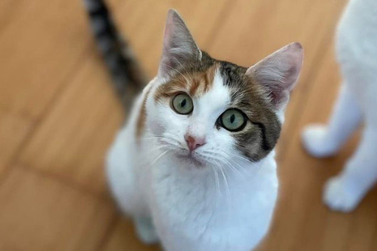 Freya