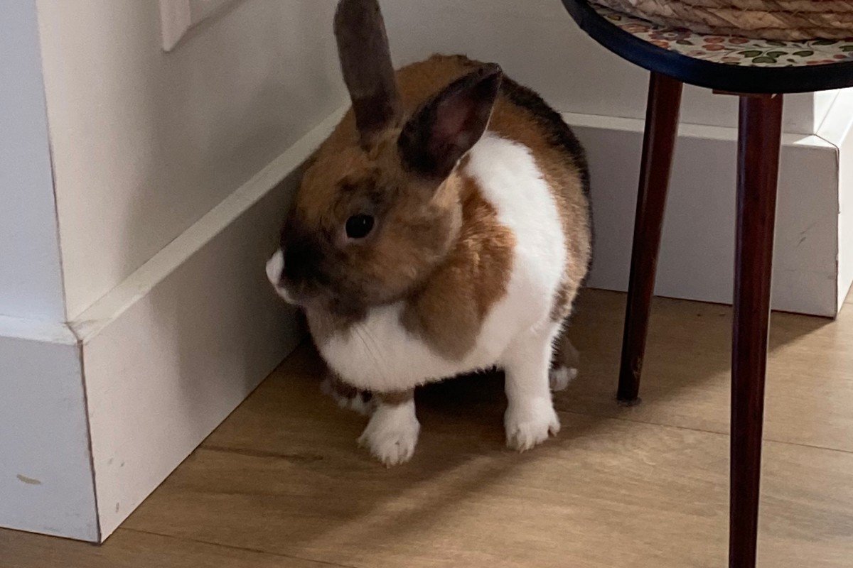 Bonnie