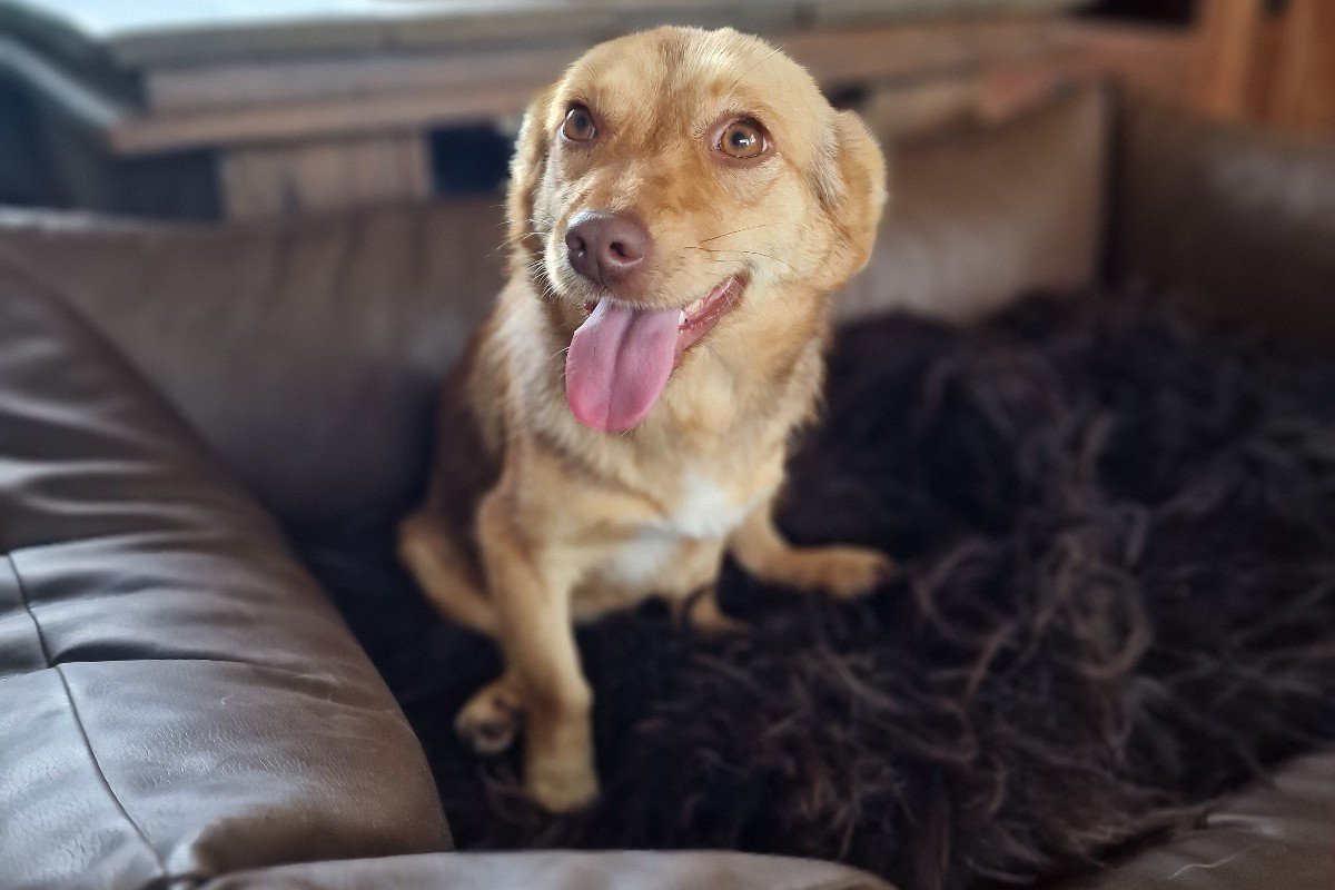 Maya