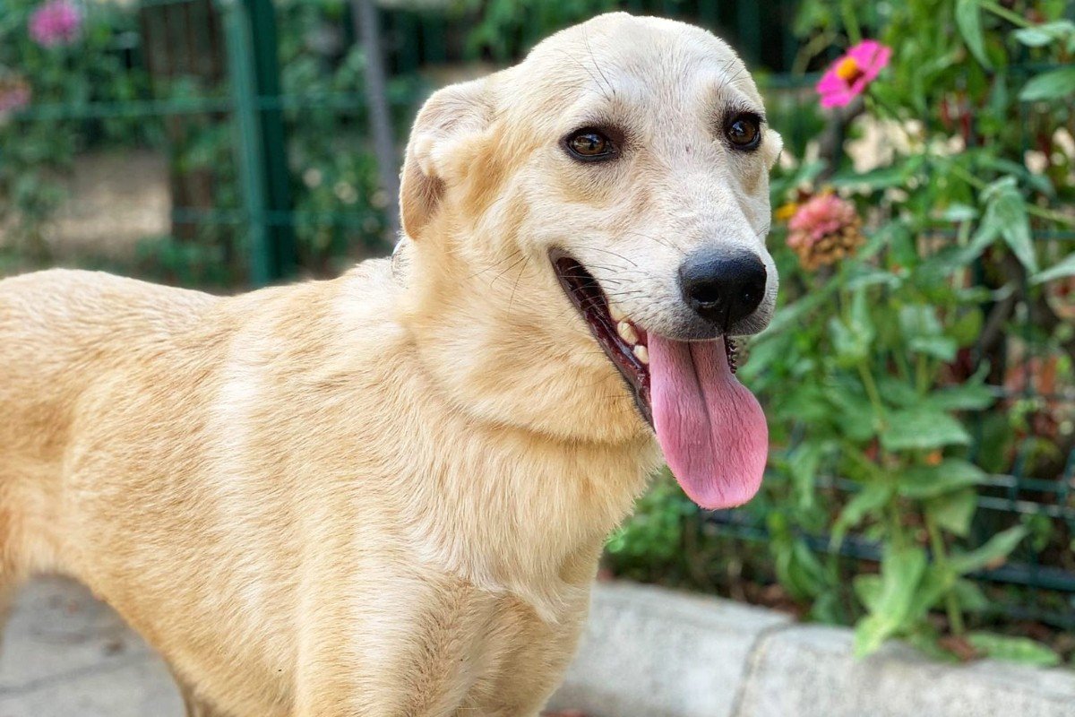 Sadie