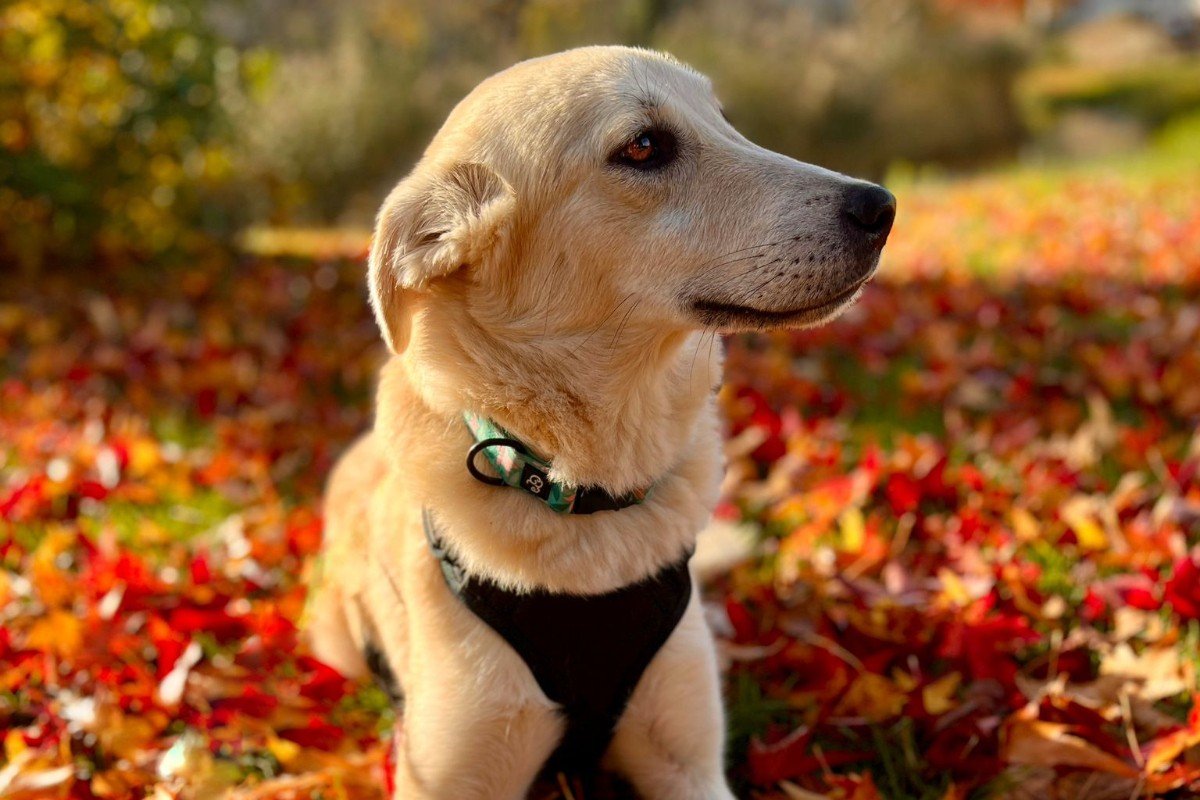 Sadie