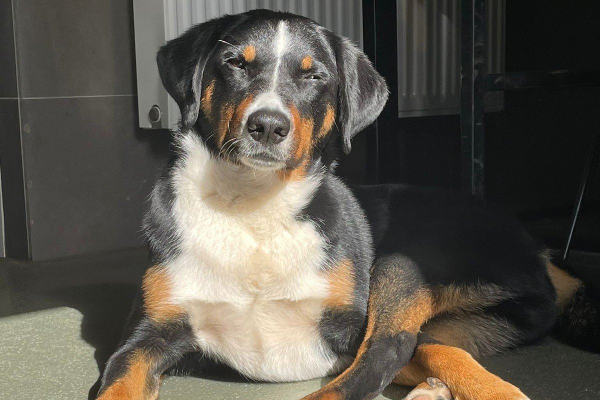 Boef