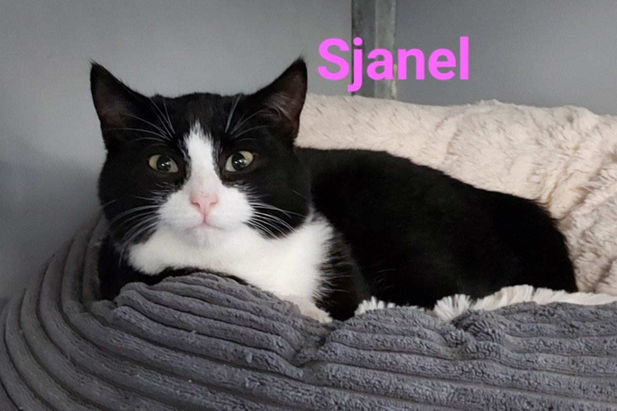 Sjanel