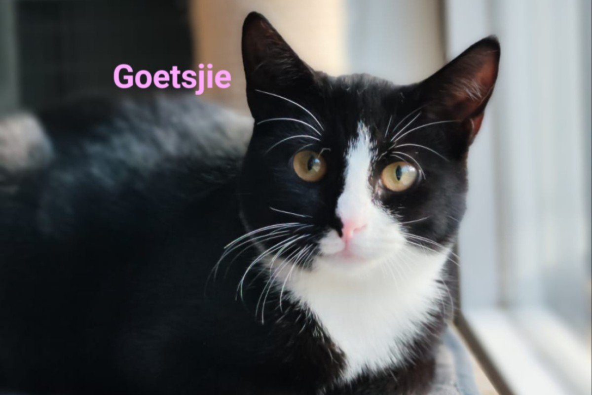 Goetsjie