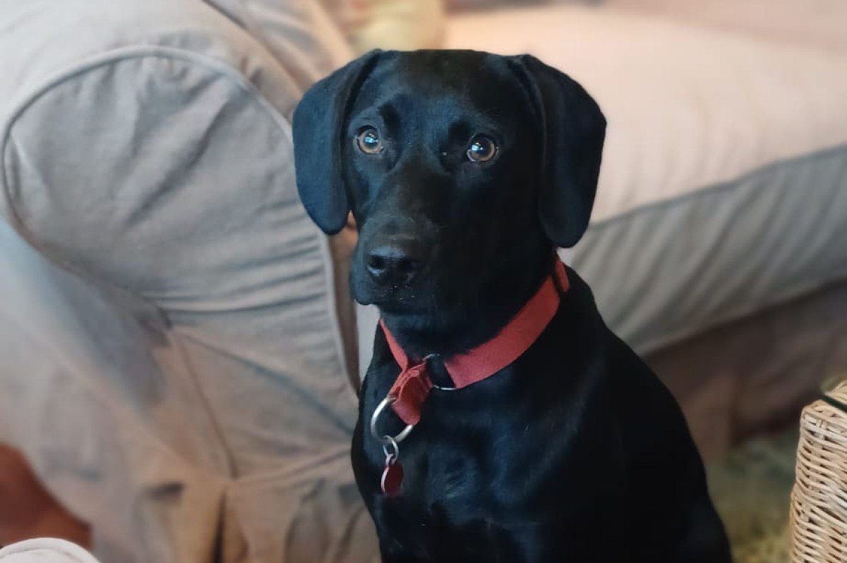 Blackie