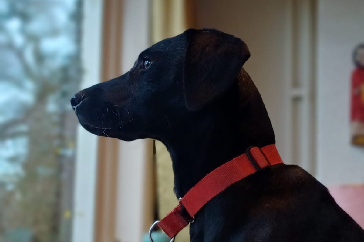 Blackie