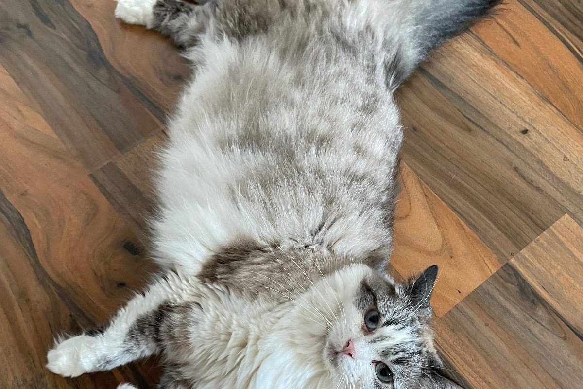 Diva (Moekie)
