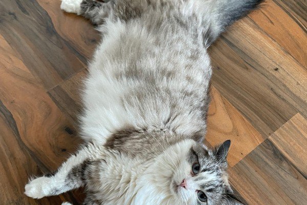 Diva (Moekie)