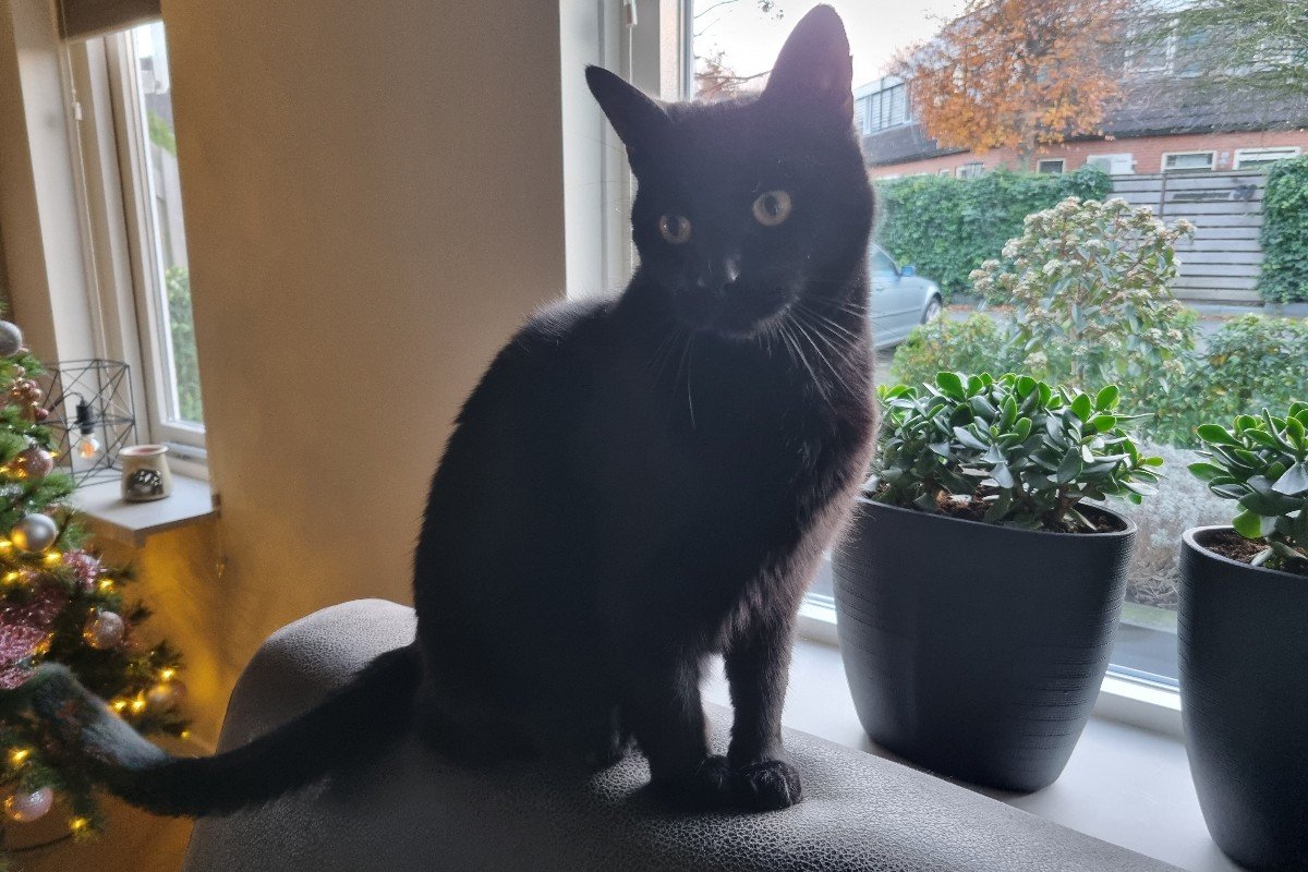 Milou