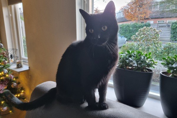 Milou