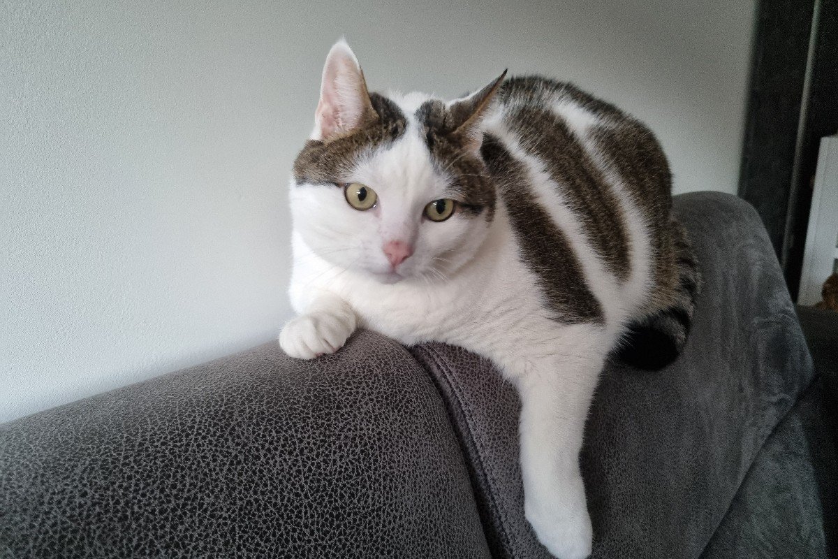 Bibi