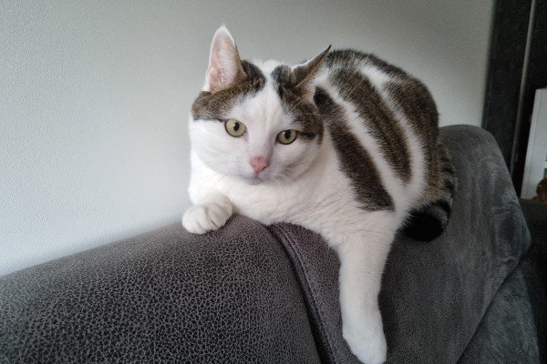Bibi