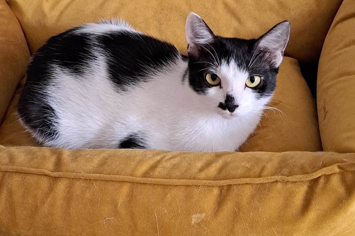 Cici