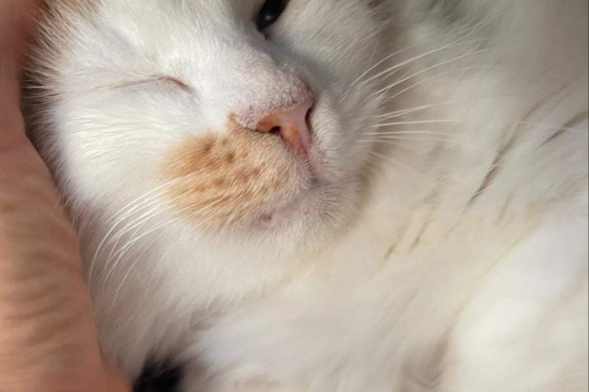 Fluffina
