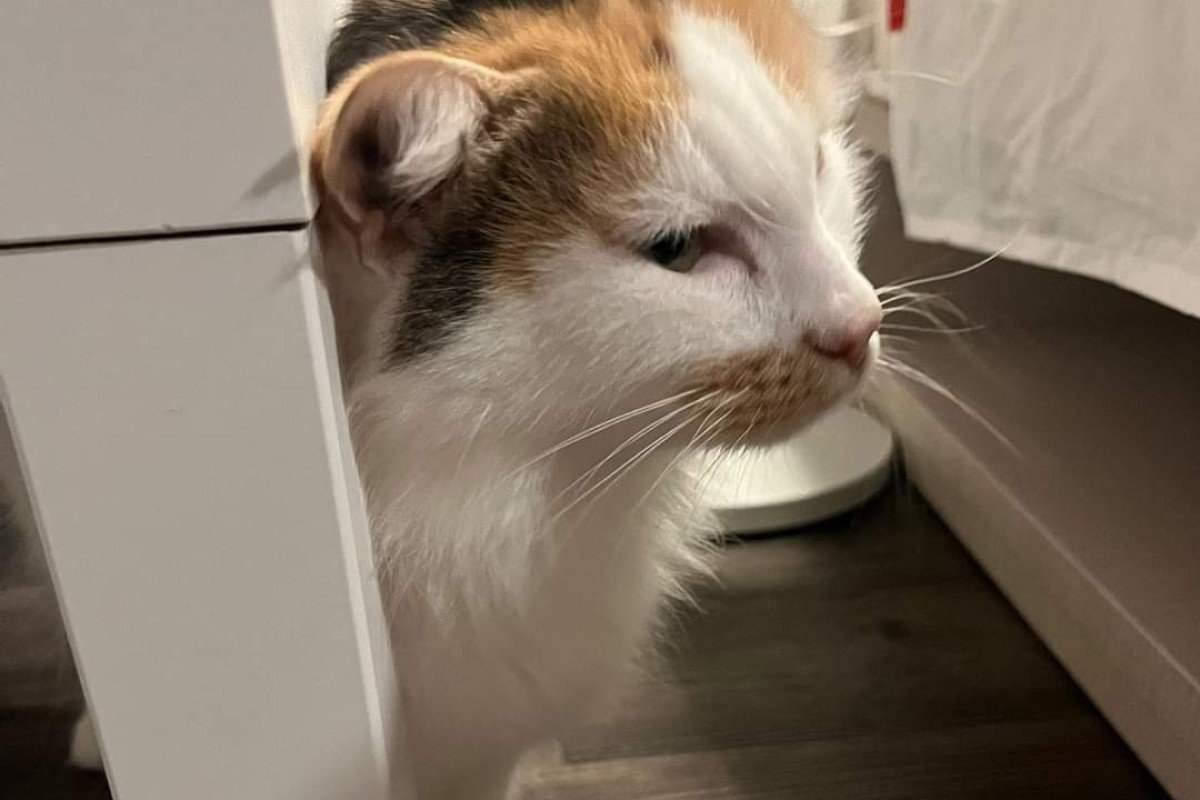 Fluffina