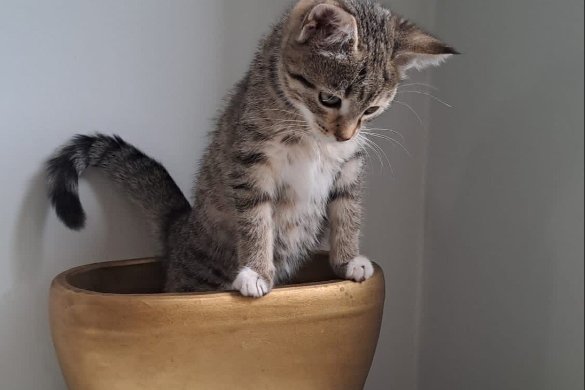 Nala