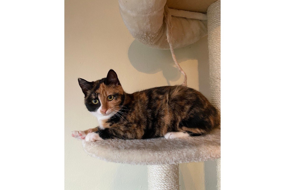 Pip
