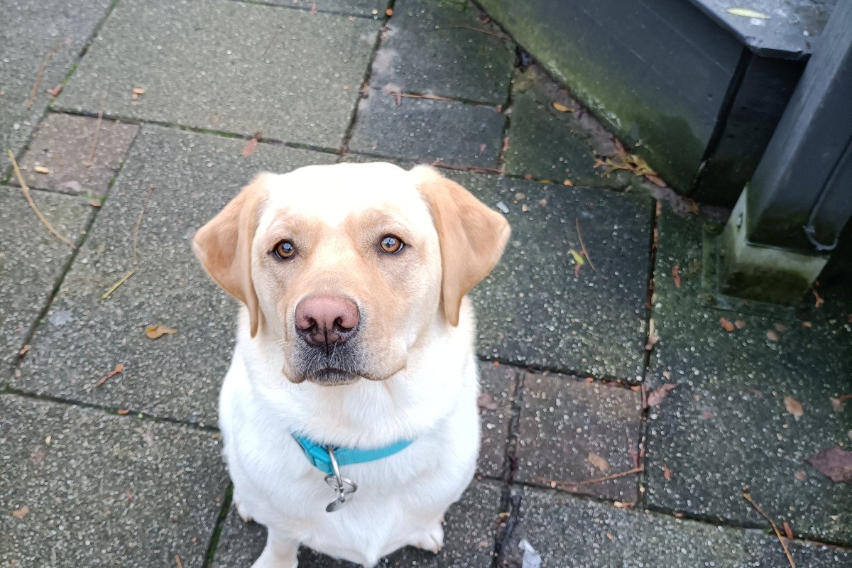 Bo