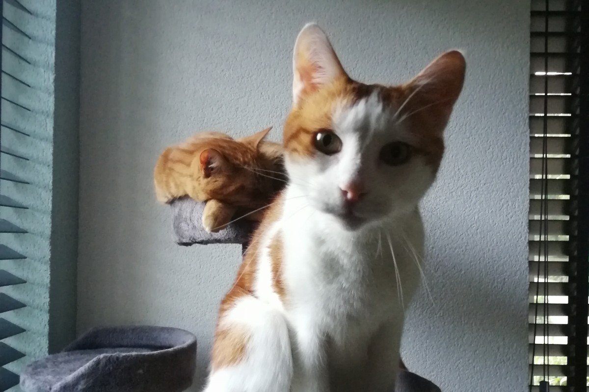 Fihr