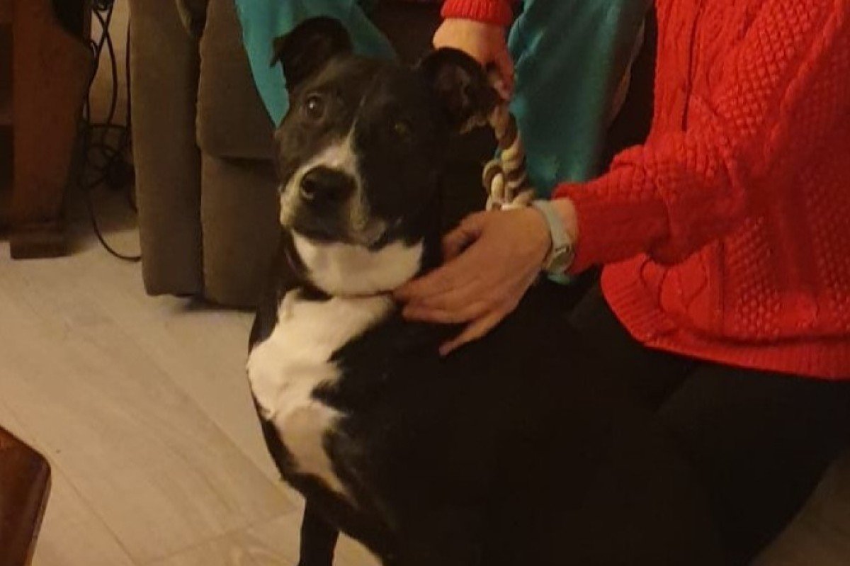 Maya