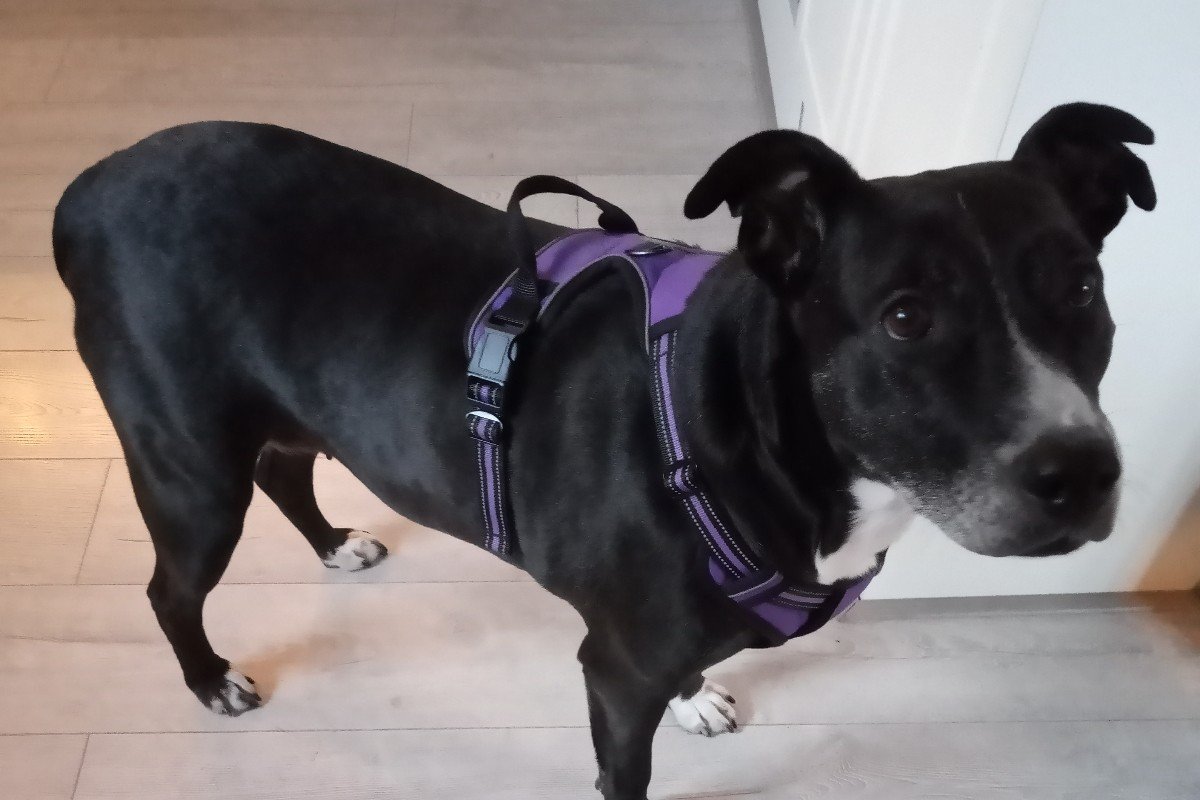 Maya