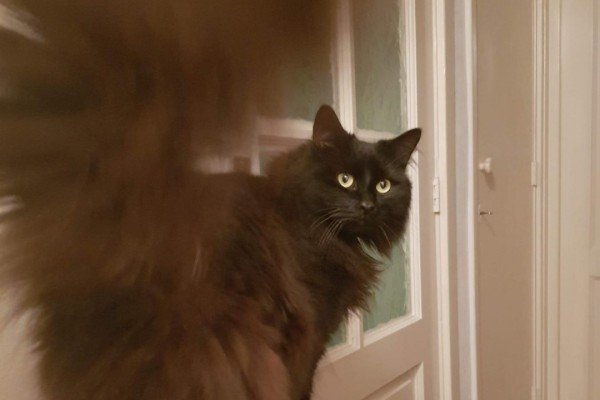 Binkie