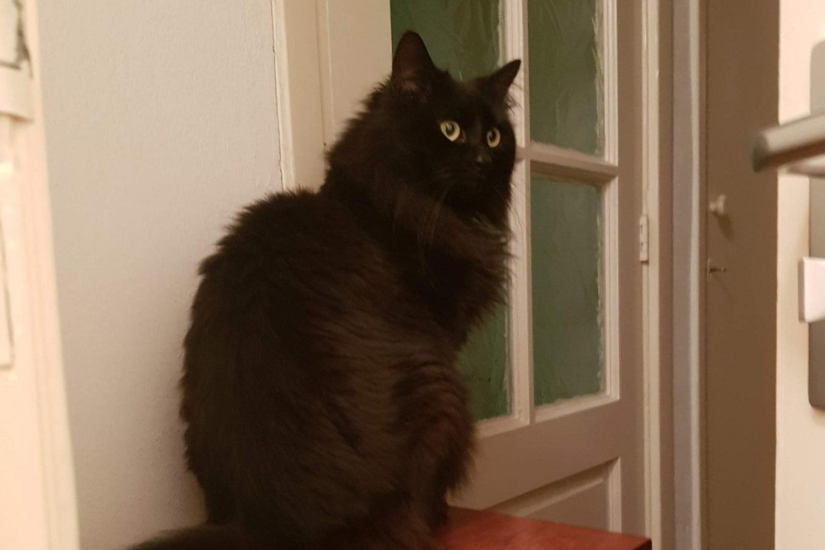 Binkie