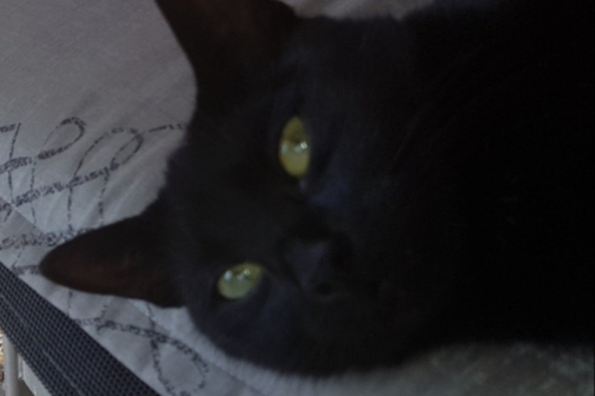 Nala