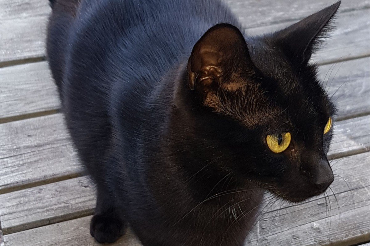 Nala