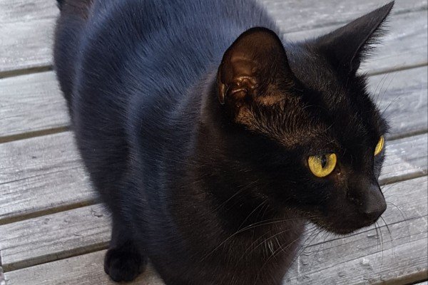 Nala