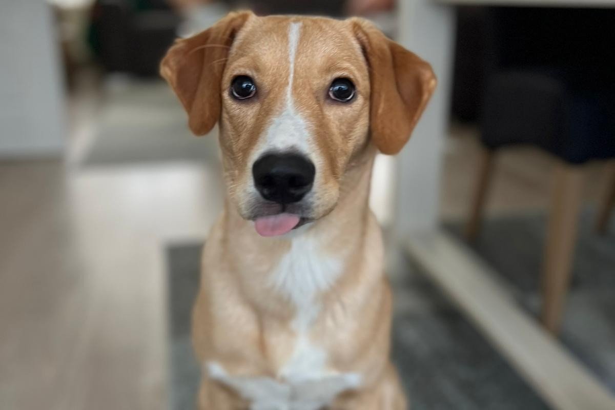 Loki