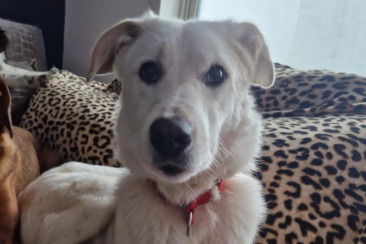 Pongo