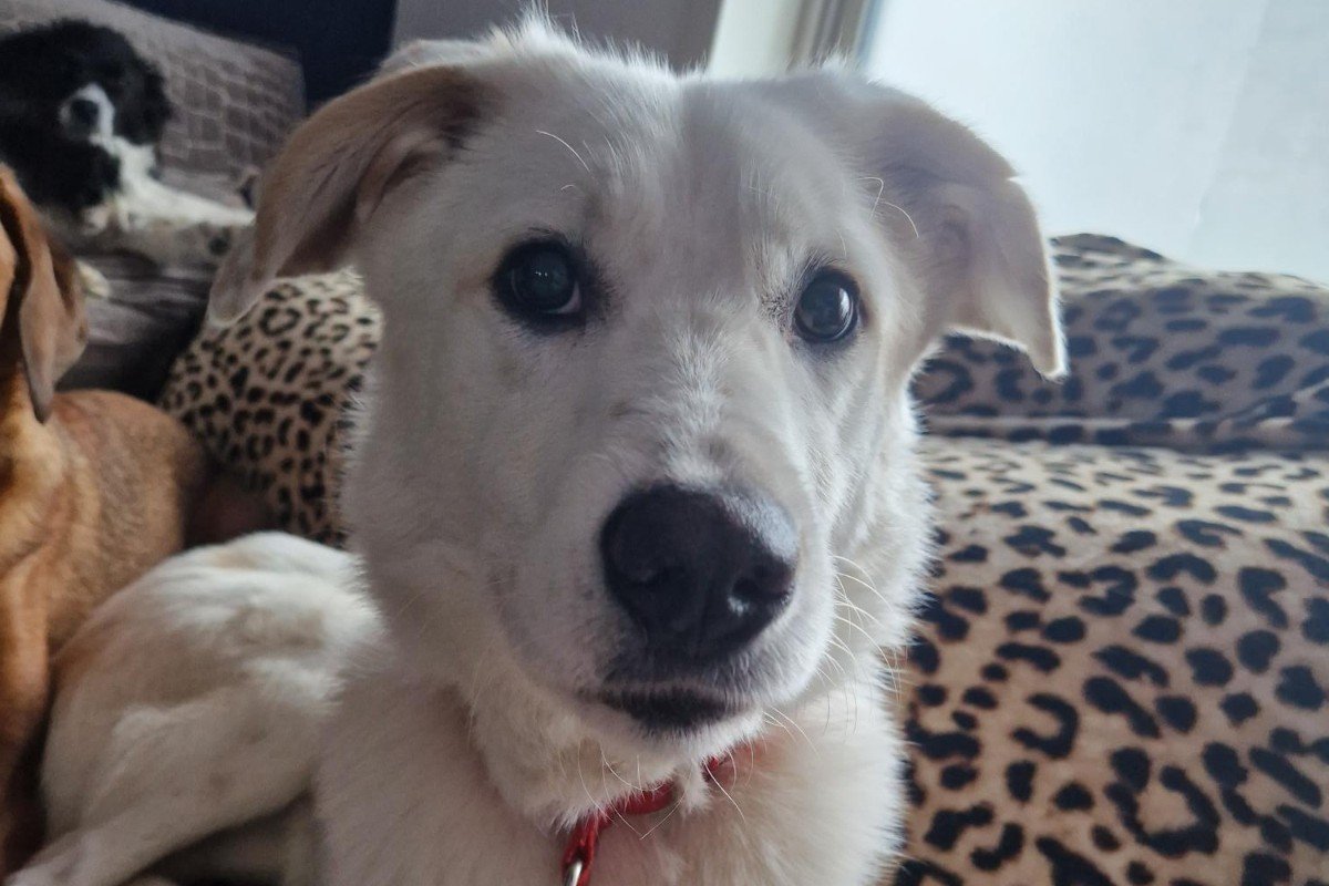 Pongo