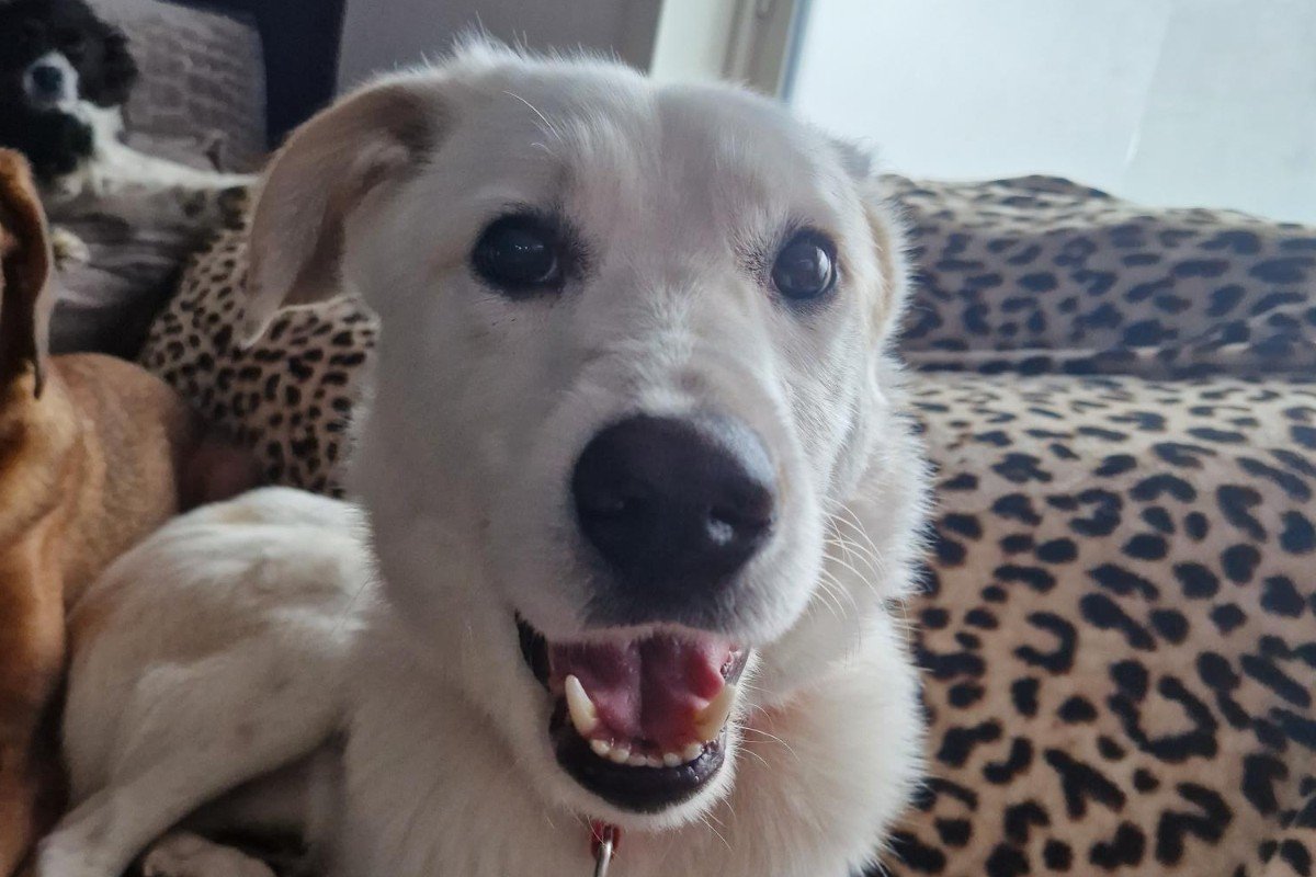 Pongo