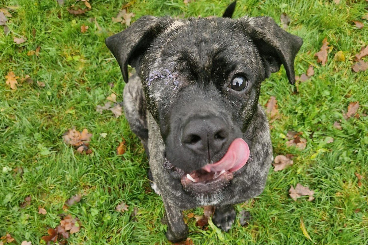 Finn
