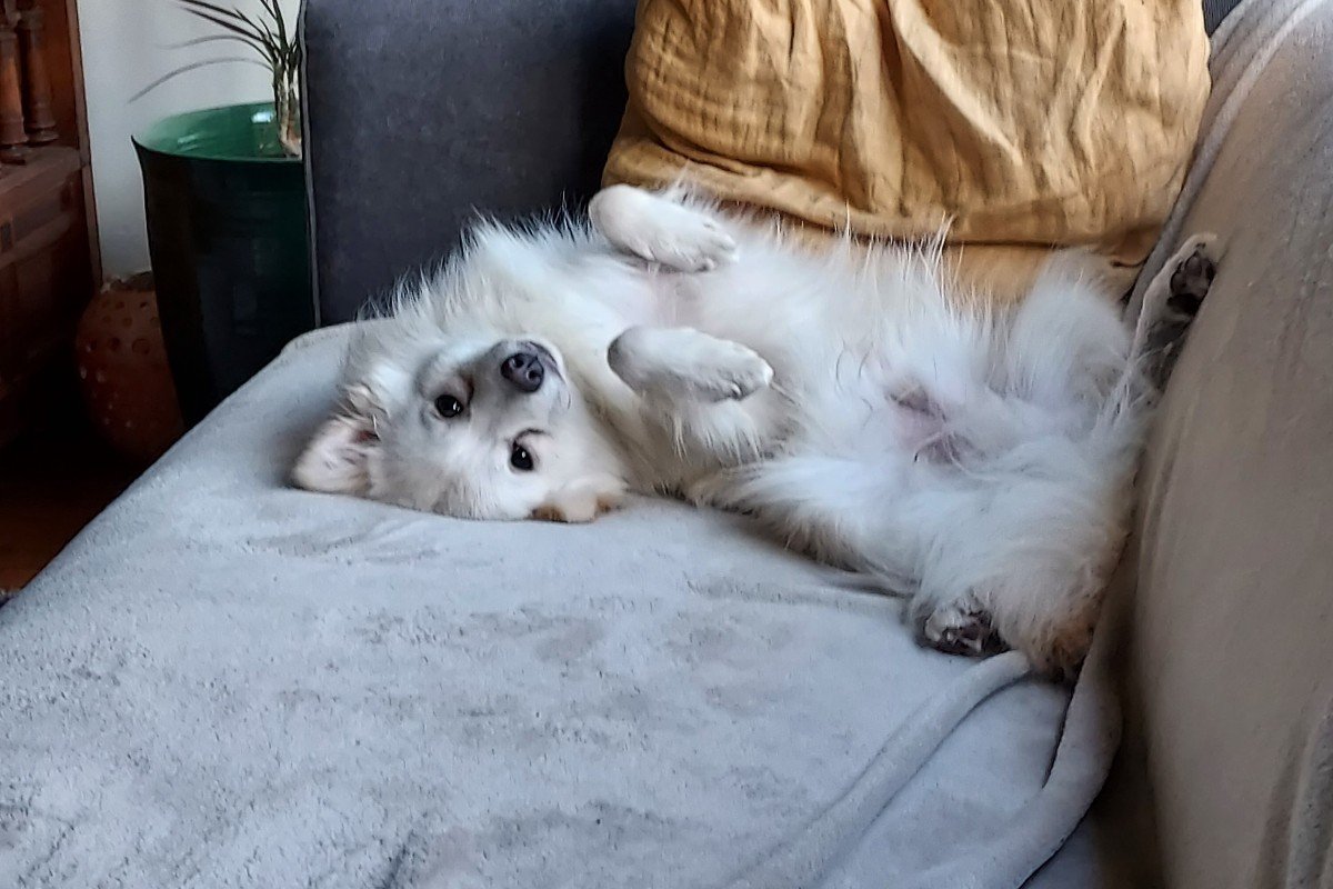 Roti