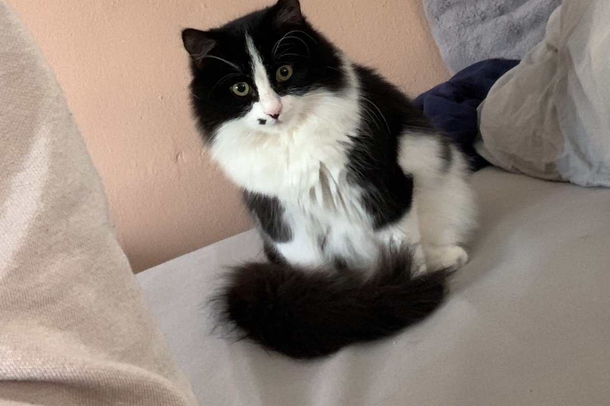 Gus