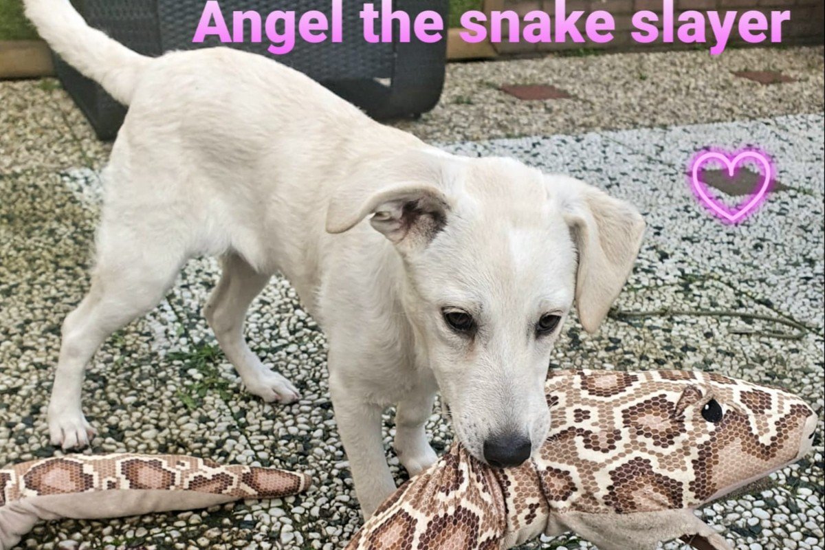 Angel