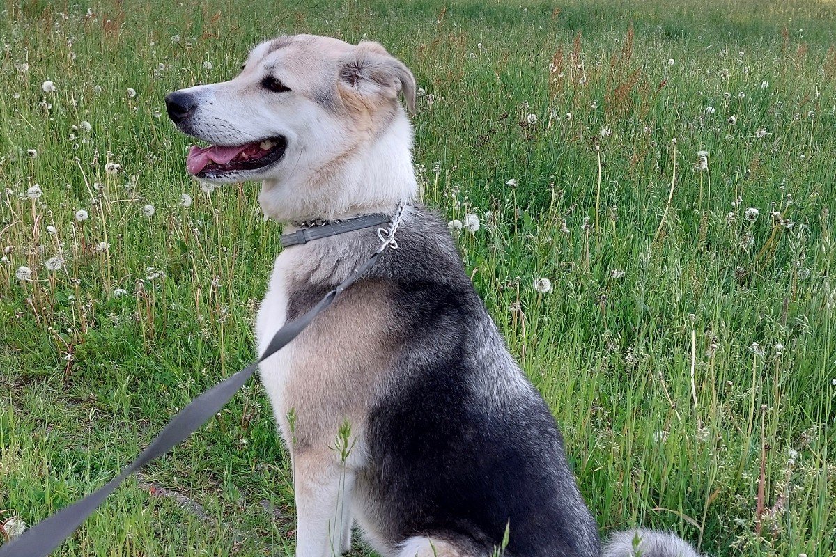 Doeska