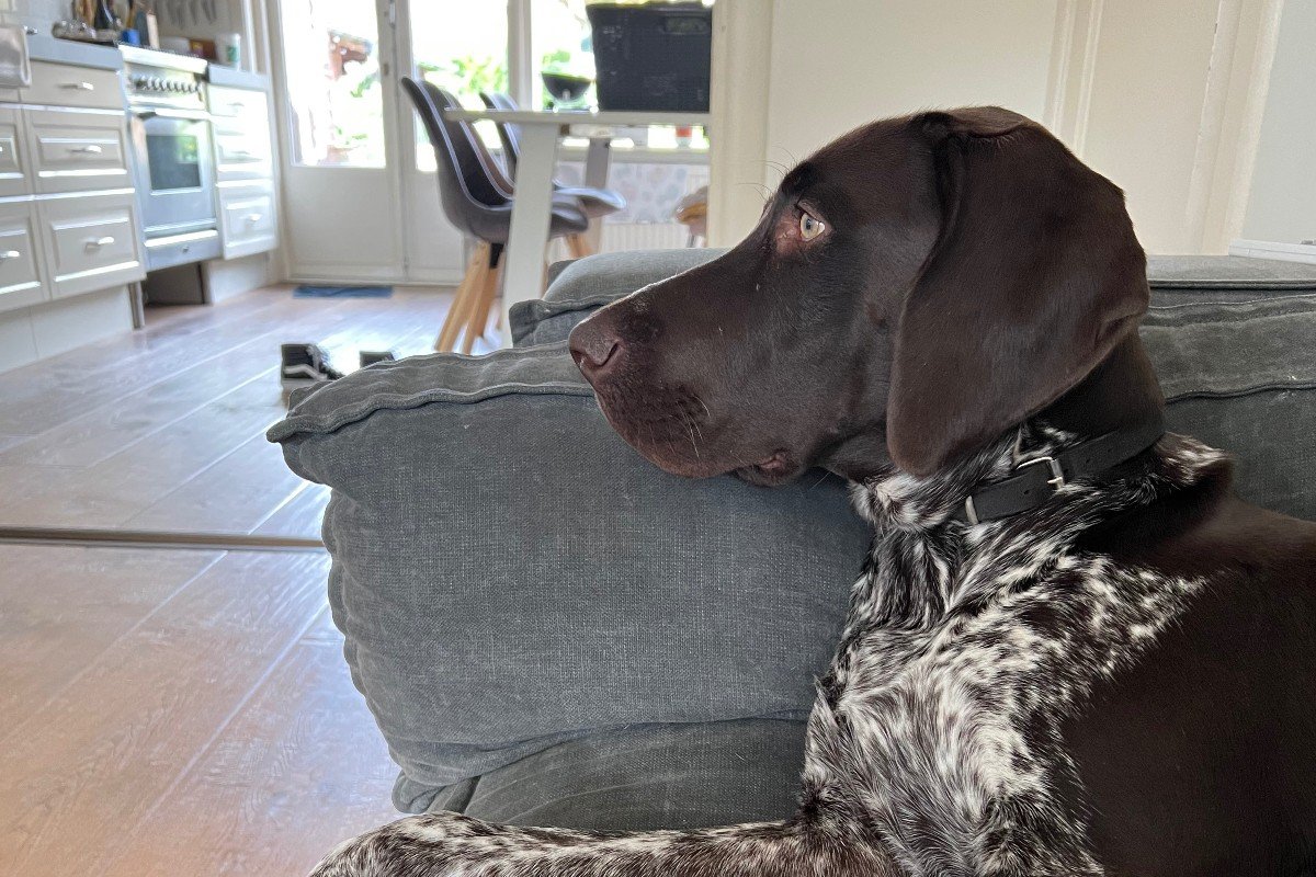 Gijs