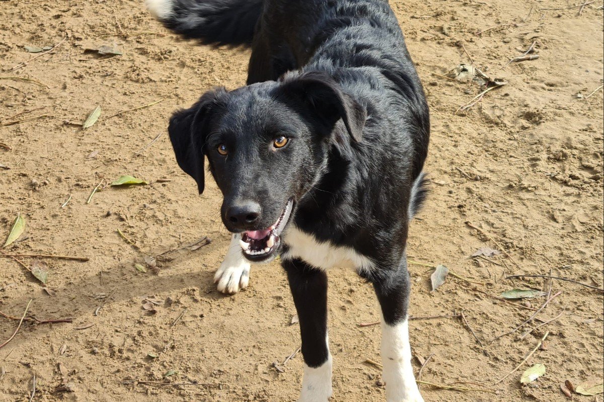 Fritzi