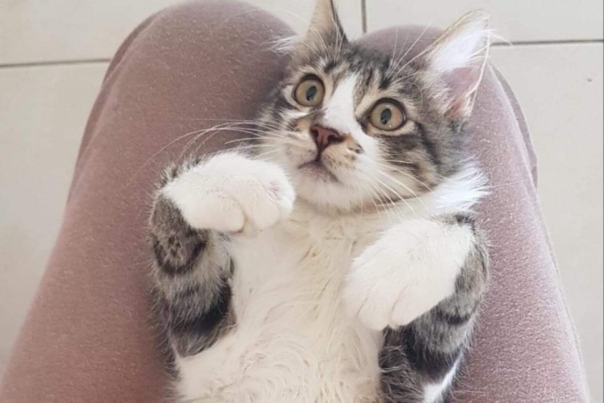 Nigel